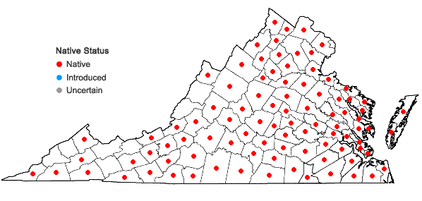 Locations ofAnatherum virginicum (Linnaeus) Sprengel var. virginicum in Virginia