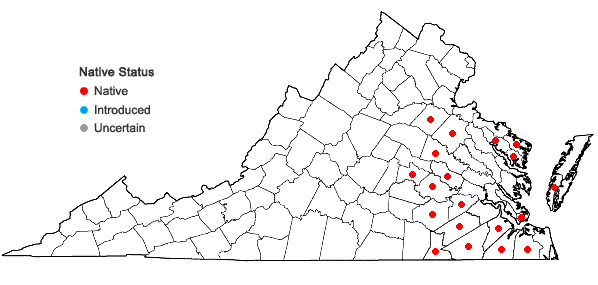 Locations ofAristida virgata Trin. in Virginia
