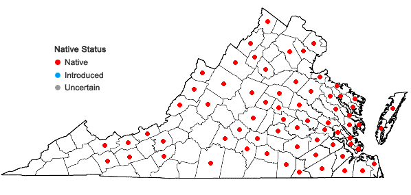 Locations ofBartonia virginica (L.) BSP in Virginia