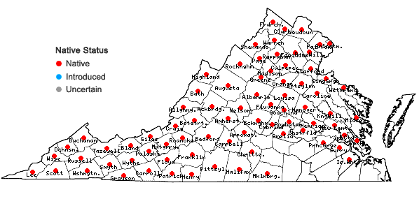 Locations ofBorodinia laevigata (Muhl. ex Willd.) P.J. Alexander & Windham in Virginia