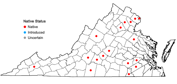 Locations ofBuchnera americana L. in Virginia