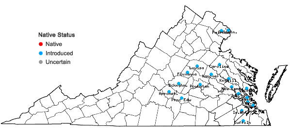 Locations ofCallicarpa dichotoma (Loureiro) K. Koch in Virginia