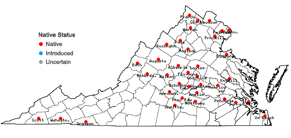 Locations ofCalystegia silvatica (Kit.) Griesb. ssp. fraterniflora (Mackenzie & Bush) Brummitt in Virginia