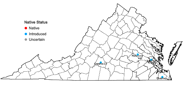 Locations ofCardiospermum halicacabum L. in Virginia