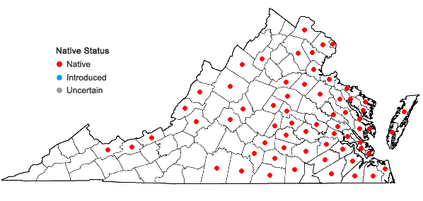 Locations ofCarex albolutescens Schweinitz in Virginia