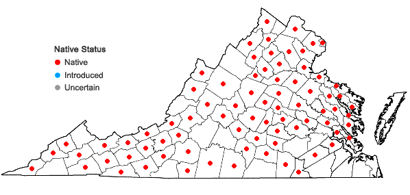 Locations ofCarex amphibola Steudel in Virginia