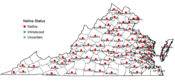Locations ofCarex muehlenbergii Schk. ex Willd. in Virginia