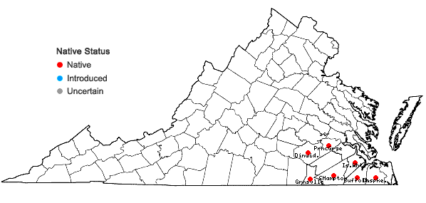 Locations ofCarex venusta Dewey var. minor Böckler in Virginia
