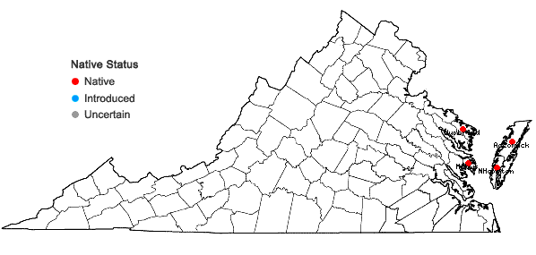 Locations ofChenopodium berlandieri Moquin-Tandon var. macrocalycium (Aellen) Cronquist in Virginia