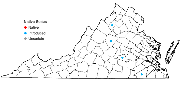 Locations ofChenopodium pratericola Rydberg in Virginia