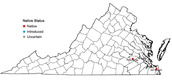Locations ofColeataenia longifolia (Torrey) Soreng ssp. combsii (Scribner & C.R. Ball) Soreng in Virginia