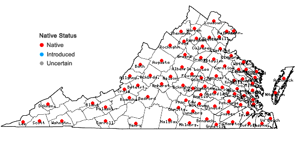 Locations ofColeataenia rigidula (Bosc ex Nees) LeBlond ssp. rigidula in Virginia