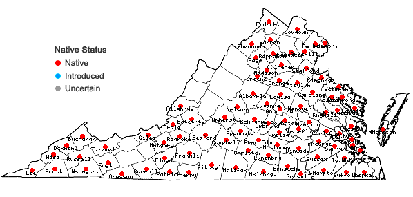 Locations ofCuscuta campestris Yuncker in Virginia