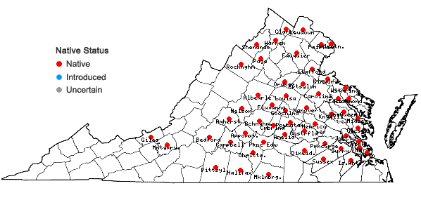 Locations ofCynanchum laeve (Michx.) Pers. in Virginia