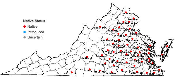 Locations ofCyperus erythrorhizos Muhlenberg in Virginia