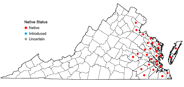 Locations ofCyperus filicinus Vahl in Virginia