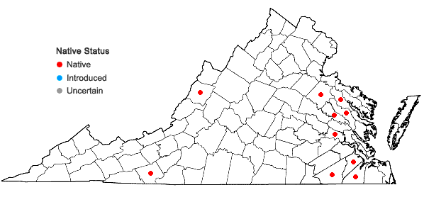 Locations ofCyperus lupulinus (Sprengel) Marcks ssp. macilentus Fernald in Virginia