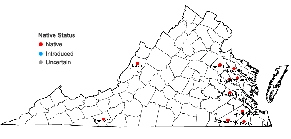 Locations ofCyperus lupulinus (Sprengel) Marcks ssp. macilentus Fernald in Virginia