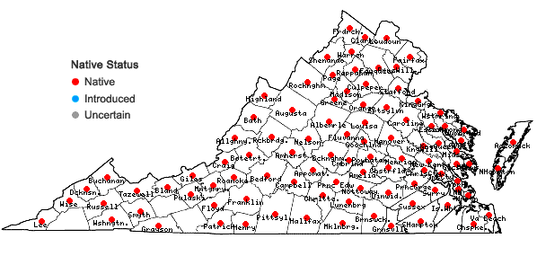 Locations ofDanthonia spicata (L.) Beauv. ex Roemer & J.A. Schultes in Virginia