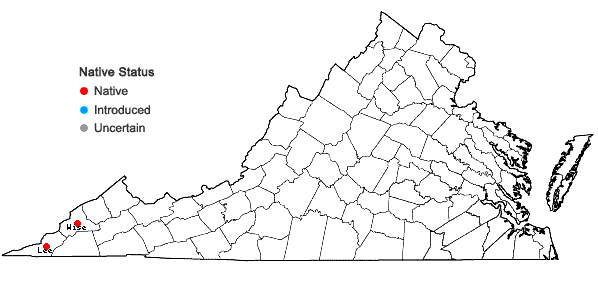 Locations ofDasistoma macrophyllum (Nutt.) Raf. in Virginia