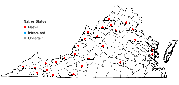Locations ofDendrolycopodium hickeyi (W.H. Wagner, Beitel & Moran) A. Haines in Virginia