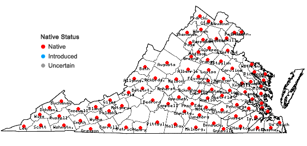 Locations ofDesmodium rotundifolium DC. in Virginia