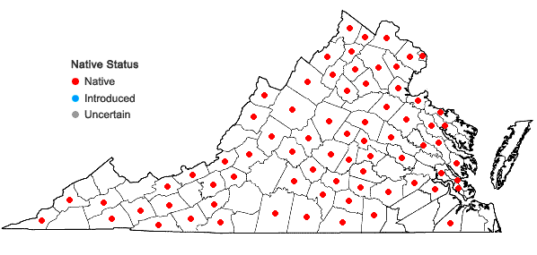Locations ofDichanthelium acuminatum (Sw.) Gould & C.A. Clark var. fasciculatum (Torr.) Freckmann in Virginia