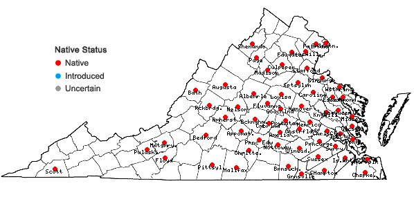 Locations ofDichanthelium acuminatum (Sw.) Gould & C.A. Clark var. lindheimeri (Nash) Gould & C.A. Clark in Virginia