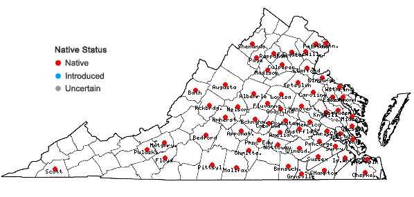 Locations ofDichanthelium acuminatum (Sw.) Gould & C.A. Clark var. lindheimeri (Nash) Gould & C.A. Clark in Virginia