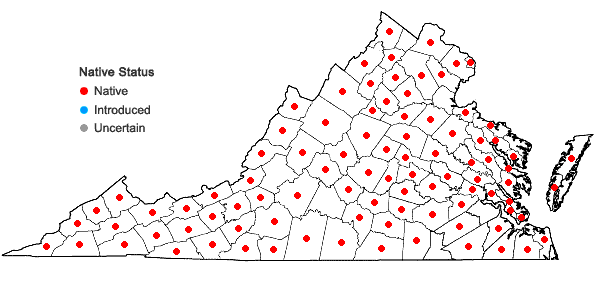 Locations ofDichanthelium dichotomum (L.) Gould var. dichotomum in Virginia
