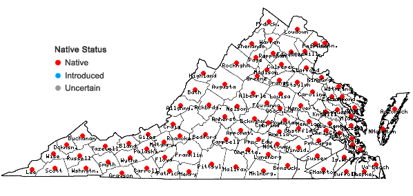 Locations ofDichanthelium dichotomum (L.) Gould var. dichotomum in Virginia