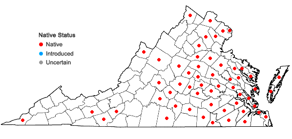 Locations ofDichanthelium meridionale (Ashe) Freckmann in Virginia