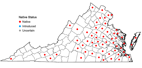Locations ofDichanthelium meridionale (Ashe) Freckmann in Virginia