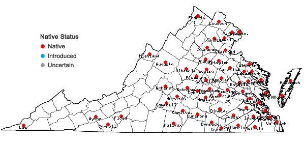 Locations ofDichanthelium meridionale (Ashe) Freckmann in Virginia
