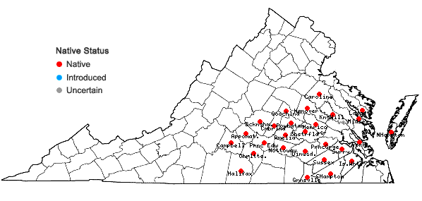 Locations ofDichanthelium ravenelii (Scribn. & Merr.) Gould in Virginia