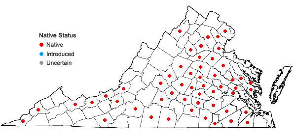 Locations ofDichanthelium yadkinense (Ashe) Mohlenbrock in Virginia