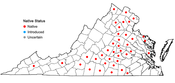 Locations ofElymus hystrix L. var. piedmontanus Poindexter & Weakley in Virginia