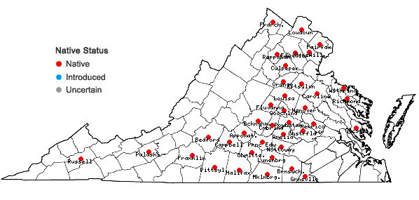 Locations ofElymus hystrix L. var. piedmontanus Poindexter & Weakley in Virginia