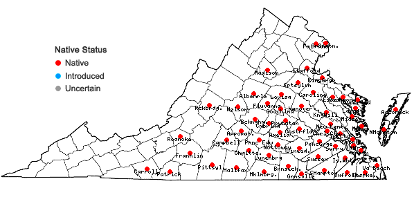 Locations ofEragrostis hirsuta (Michx.) Nees in Virginia
