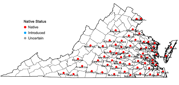 Locations ofEragrostis hirsuta (Michx.) Nees in Virginia