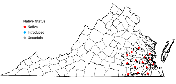Locations ofErianthus strictus Baldwin in Virginia