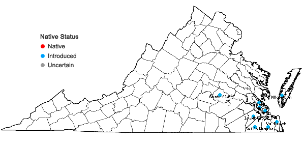 Locations ofErigeron bonariensis L. in Virginia