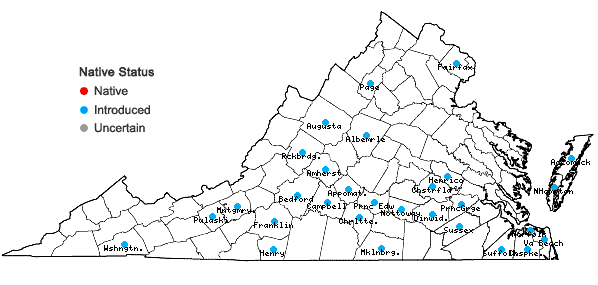 Locations ofFroelichia gracilis (Hook.) Moq. in Virginia