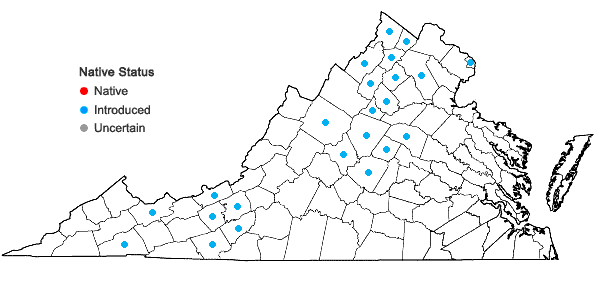 Locations ofGalium verum L. in Virginia