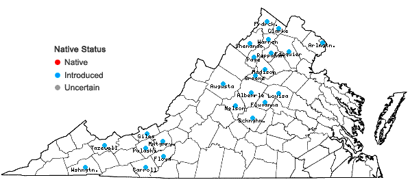 Locations ofGalium verum L. in Virginia