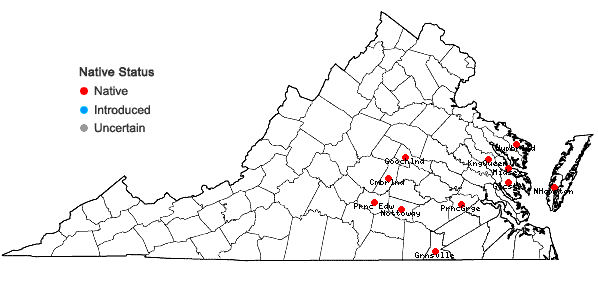 Locations ofGamochaeta antillana (Urban) Anderb. in Virginia