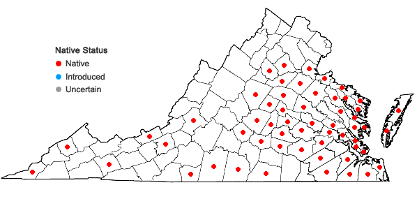 Locations ofGamochaeta argyrinea Nesom in Virginia