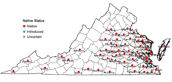 Locations ofGamochaeta argyrinea Nesom in Virginia