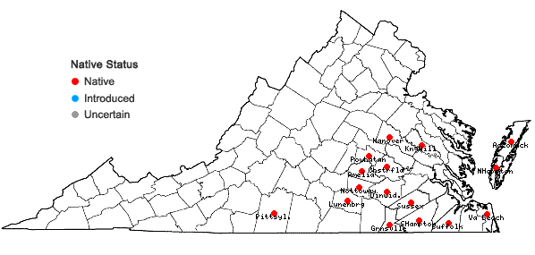 Locations ofGamochaeta calviceps (Fern.) Cabrera in Virginia