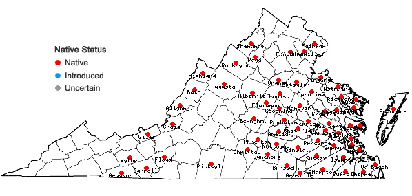 Locations ofGreeneochloa coarctata (Eaton) P.M. Peterson, Soreng, Romasch. & Barberá in Virginia